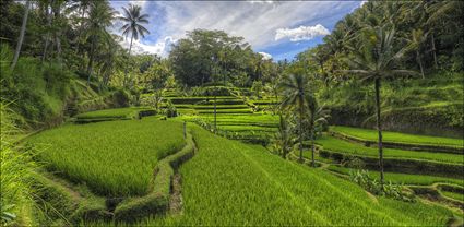 Rice Terraces - Bali T (PBH4 00 16702)